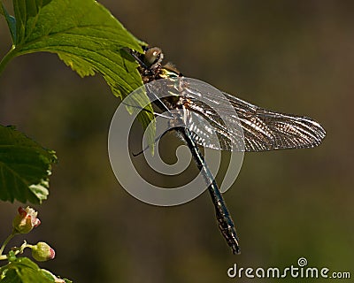 Beautiful large dragonfly, Cordulia aenea. Stock Photo