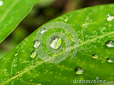 Beautiful large drop morning dew in nature, selective focus Stock Photo