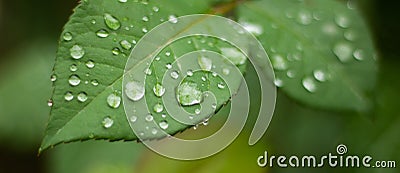 Beautiful large drop morning dew in nature, selective focus. Drops of clean transparent water on leaves Stock Photo