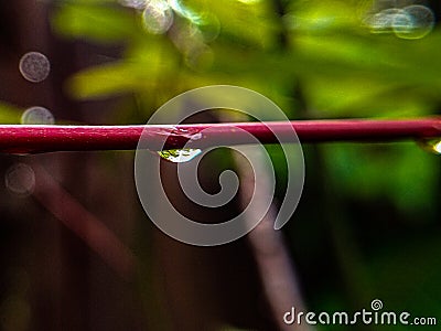 Beautiful large drop morning dew in nature, selective focus. Stock Photo