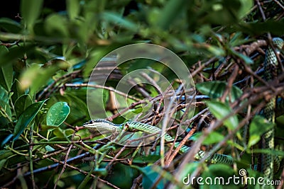 Beautiful large eyed viper ready in trees Stock Photo