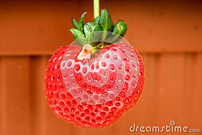 Beautiful, large, hanging strawberry Stock Photo