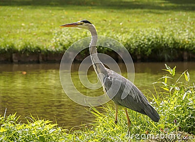 A beautiful large heron bird on the canal bank in green grass on a bright sunny day in the Dutch town of Vlaardingen Rotterdam, N Stock Photo