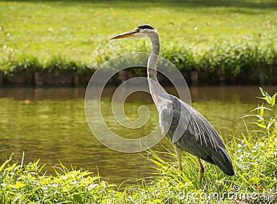 A beautiful large heron bird on the canal bank in green grass on a bright sunny day in the Dutch town of Vlaardingen Rotterdam, N Stock Photo