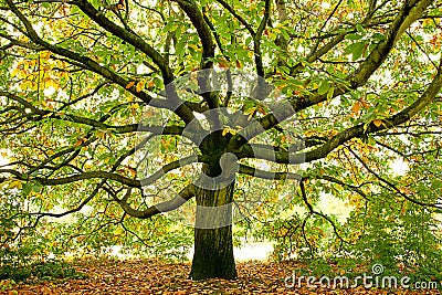 Beautiful Large oak tree, London, England Stock Photo