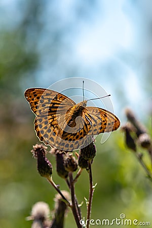 Beautiful large orange and black spotted butterfly Stock Photo