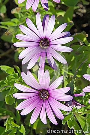 Beautiful large pink or purple flowers Stock Photo