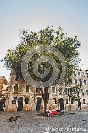 Beautiful large tree in the middle of the square in Italy in Venice. Shop with an elderly cute couples resting Editorial Stock Photo