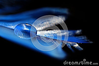 Beautiful large water dew drop on a blue feather close up. Stock Photo