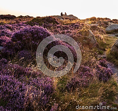 Beautiful late Summer sunrise in Peak District over fields of heather in full bloom around Higger Tor and Burbage Edge Stock Photo