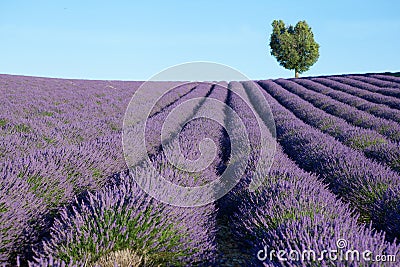 Beautiful lavender field Stock Photo