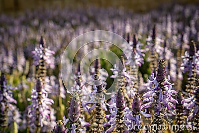 A lavender field in the morning Stock Photo