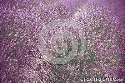 Beautiful lavender field Long Island New York Stock Photo