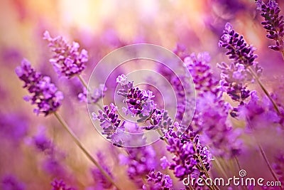 Beautiful lavender Stock Photo