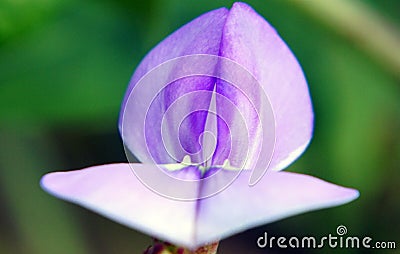 Macro photography of Long beans`s flower Stock Photo