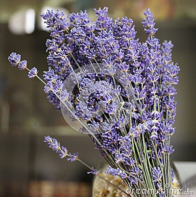 Beautiful lavender flowers Stock Photo