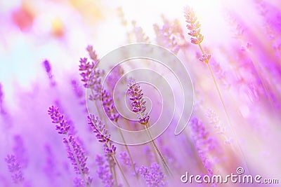 Beautiful lavender illuminated by sunlight Stock Photo