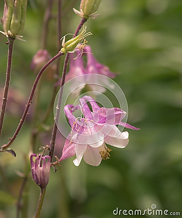 Lovely Columbine Flower in Sunshine Stock Photo