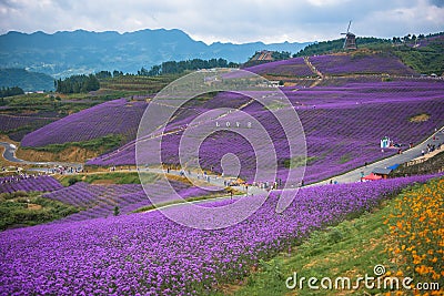 Beautiful Lavender theme park Editorial Stock Photo