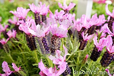 Beautiful lavenders blooming Stock Photo