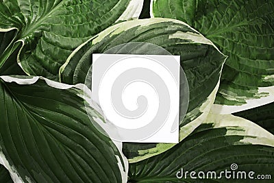 Beautiful Layout Made of Tropical Green Leaves and Empty White Paper Card For Copy Space. Minimal Natural Background Stock Photo