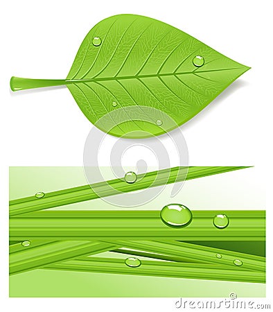 Beautiful leaf Cartoon Illustration