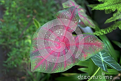 Beautiful leaf caladium florida cardinal grows fresh Stock Photo