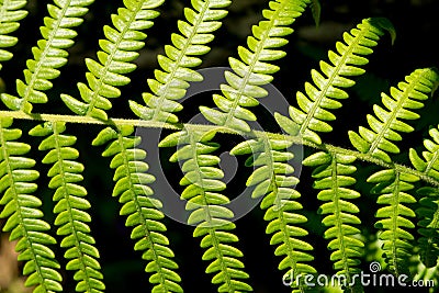 Beautiful leaf of fern is close-up background Stock Photo