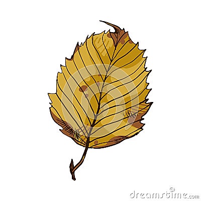 Beautiful leaf of hardwood hornbeam. Decorative garden and park decorations. Vector Illustration