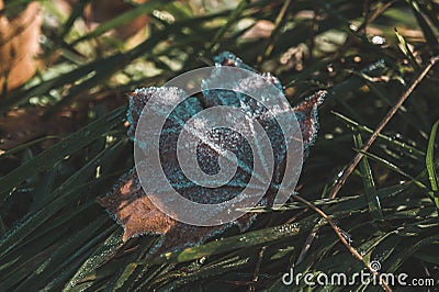 Beautiful leaf with ice Stock Photo