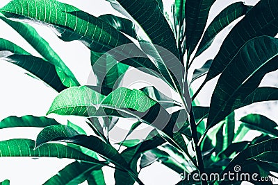 Beautiful leaf leaves texture pattern backgrounds ideas Stock Photo