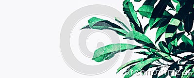 Beautiful leaf leaves texture pattern backgrounds ideas Stock Photo