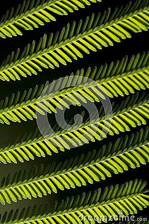 beautiful leaf lines Stock Photo