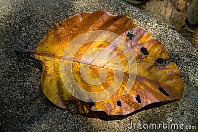 A beautiful leaf of a plant with holes lies on a stone. Stock Photo