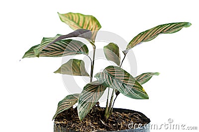 Beautiful leaf of potted Calathea Ornata plants Stock Photo