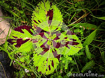 Beautiful leafs garden plants flowering Stock Photo