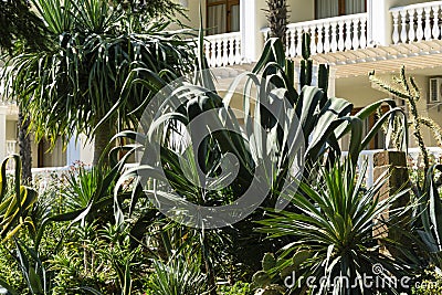 Beautiful leaves American agave Marginata Agave americana or sentry plant. Mexican courtyard in landscape park Stock Photo