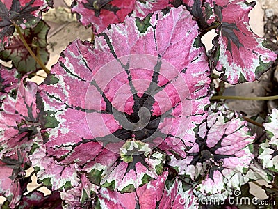 Exotic plant Royal begonia Latin - Begonia rex Stock Photo