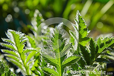 Beautiful leaves of poppies. early in spring Stock Photo