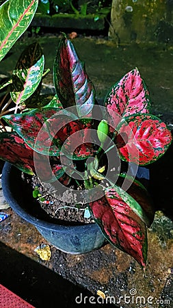 beautiful leaves on a quiet evening Stock Photo