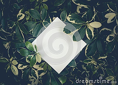 Beautiful leaves with white copy space background in garden.nature concepts design.For presentation Stock Photo