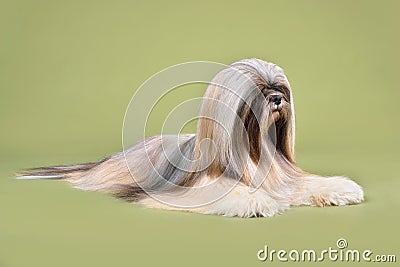 Beautiful Lhasa Apso dog Stock Photo