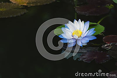 beautiful light blue lotus flower on deep blue water surface Stock Photo