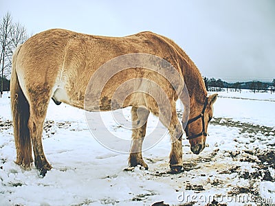Beautiful light isabella horse in newly fallen snow looking Stock Photo