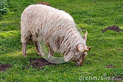 A beautiful light lamb grazes in the meadow Stock Photo