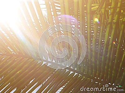 Beautiful light from lens flare shines on green coconut-palm leaf stalk Stock Photo