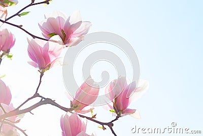 Beautiful light pink magnolia flowers on blue sky background. Low Angle View. Toned image Stock Photo