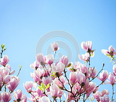 Beautiful light pink magnolia flowers on blue sky background. Shallow DOF Stock Photo