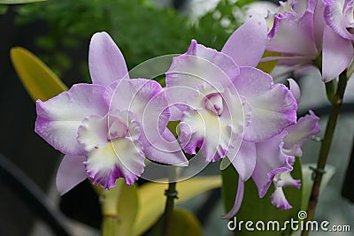 Beautiful light purple flowers of Laeliocattleya Angel Heart 'Nora' orchids Stock Photo