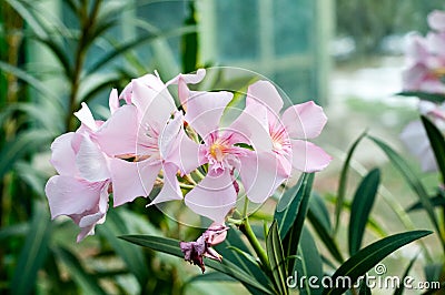 Nerium oleander flowers Stock Photo